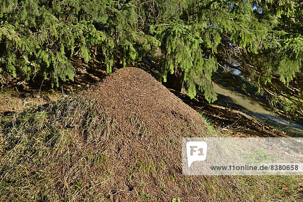 Anthill of the Big Red Wood Ant (Formica rufa)  Tyrol  Austria