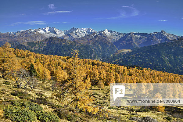 Lärchenwald (Larix) im Herbst  dahinter die Zillertaler Alpen  Tirol  Österreich