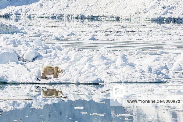 Bär  Europa  Eis  Norwegen  Spitzbergen  Erwachsener  Hornsund  Skandinavien  Svalbard