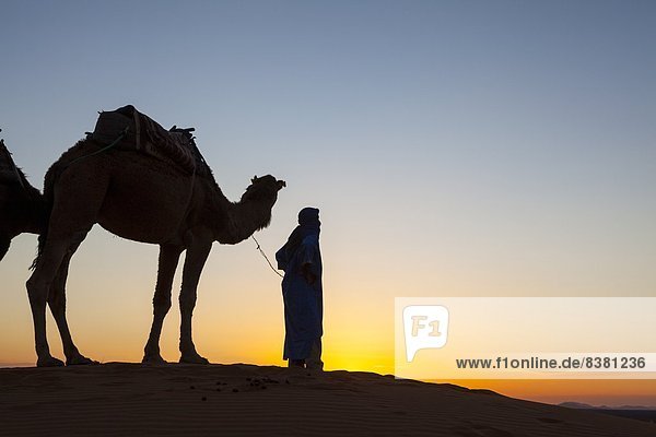 Camel driver  Sahara Desert  Merzouga  Morocco  North Africa  Africa