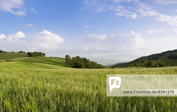 Europa  über  Ansicht  Weizenfeld  Italien  Toskana  Val d'Orcia