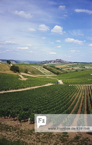 Weinbergen  Loire-Tal und Sancerre in der Ferne  Frankreich