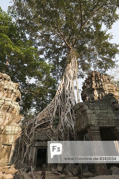 Taprohm Kei temple  Angkor Thom  Siem Reap  Cambodia