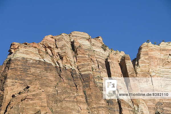 Zion Nationalpark  Utah  Vereinigte Staaten von Amerika  Nordamerika
