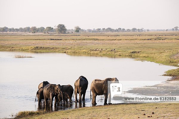 Elephants (Loxodonta africana)  Chobe National Park  Botswana  Africa