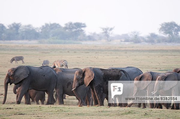 Elephants (Loxodonta africana)  Chobe National Park  Botswana  Africa