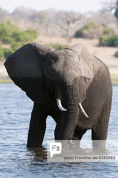 Elefant (Loxodonta africana)  Chobe Nationalpark  Botsuana  Afrika