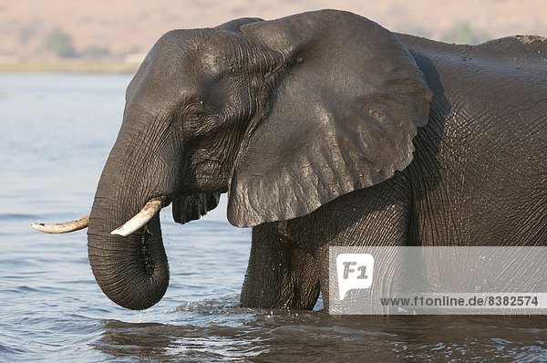 Elephants (Loxodonta africana)  Chobe National Park  Botswana  Africa