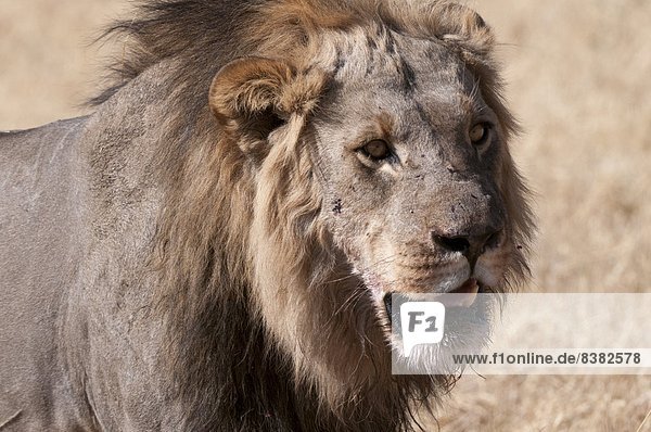Lion (Panthera leo)  Savuti  Chobe National Park  Botswana  Africa
