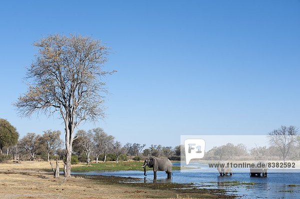 African elephant (Loxodonta africana)  Okavango delta  Botswana  Africa