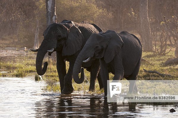 African elephants (Loxodonta africana)  Okavango delta  Botswana  Africa