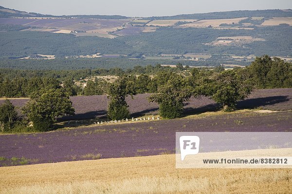 Lavendelfelder  Provence  Frankreich  Europa