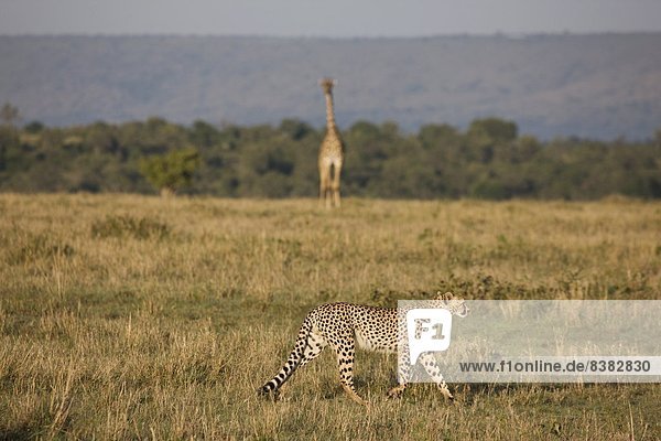 Cheetah (Acinonyx jubatus)  Masai Mara National Reserve  Kenya  East Africa  Africa