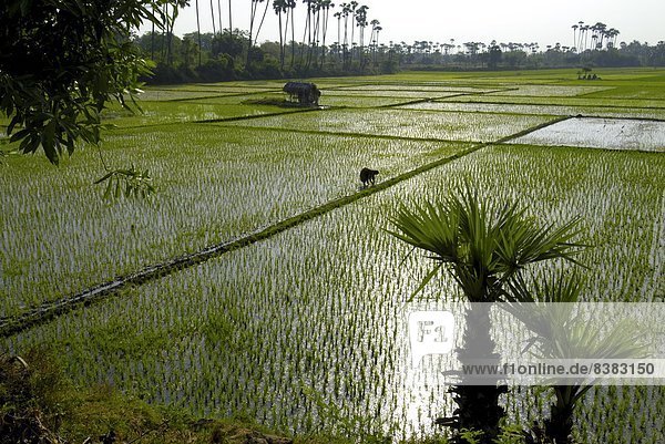 Paddy fields  Tamil Nadu  India  Asia