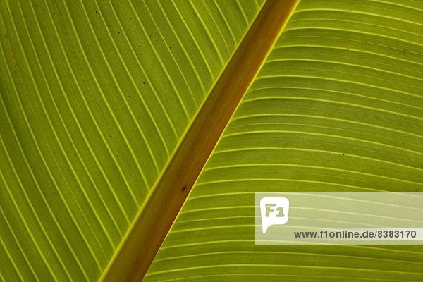 Close-up of plantain leaf