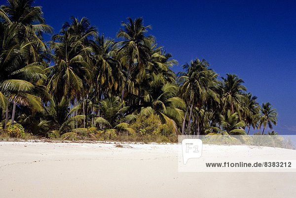 Sandy beach and palm trees  Bangaram Island  Lakshadweep Islands  India  Indian Ocean  Asia