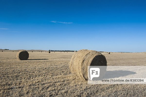 Hay bales on a field along Route two through Nebraska  United States of America  North America