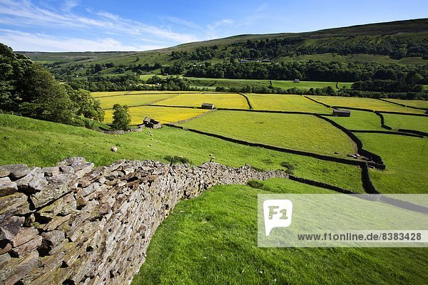 Europa  Sommer  Großbritannien  Wiese  Yorkshire and the Humber  England  Swaledale