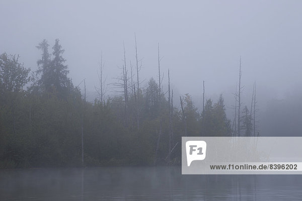 Nebliger See und Bäume am frühen Morgen  Waterloo  Eastern Townships  Provinz Quebec  Kanada