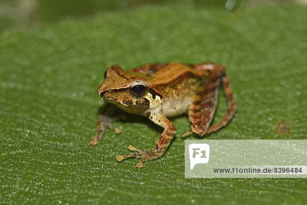 Frosch  Gattung unbekannt  Marojejy-Nationalpark  Region Sava  Madagaskar