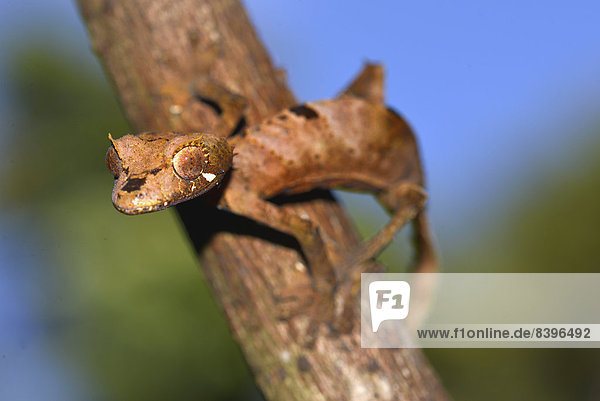 Plattschwanzgecko (Uroplatus sp.)  Nationalpark Montagne d?Ambre  Madagaskar