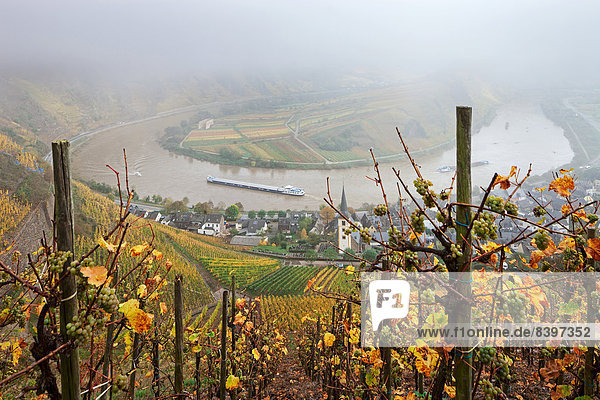 Moselschleife im Herbst mit Nebel  Ausblick vom Calmont Bremm  Rheinland-Pfalz  Deutschland