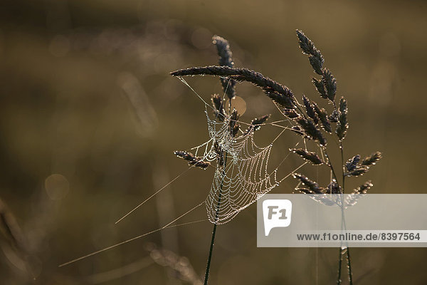 Spider's web with dew drops in a meadow  Warmian-Masurian Voivodeship  Poland
