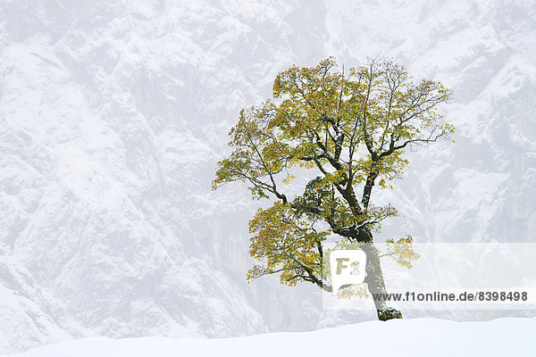 Berg-Ahorn (Acer pseudoplatanus)  dahinter die Grubenkar-Wände  Großer Ahornboden  Karwendel-Gebirge  Tirol  Österreich