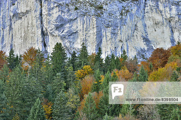 Colourful autumn forest in front of a rock face  Berglsteiner See Lake  Breitenbach  Tyrol  Austria