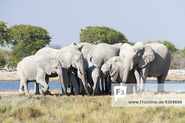 African Elephants (Loxodonta africana)  herd at a waterhole  Etosha National Park  Namibia