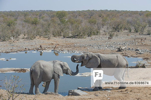 Two African Elephants (Loxodonta africana) drinking at Halali waterhole  Etosha National Park  Namibia