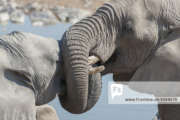 Zwei afrikanische Elefanten (Loxodonta africana)  Sozialverhalten  verdrehen ihre Rüssel  Halali Wasserloch  Etosha Nationalpark  Namibia
