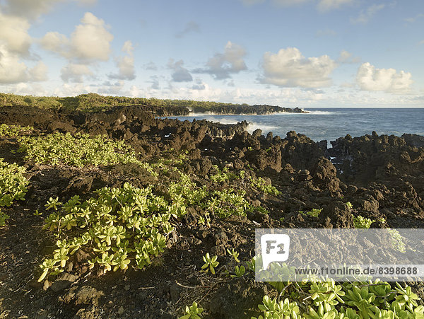 Rocky coastline of Hana Bay  Maui  Hawaii  USA