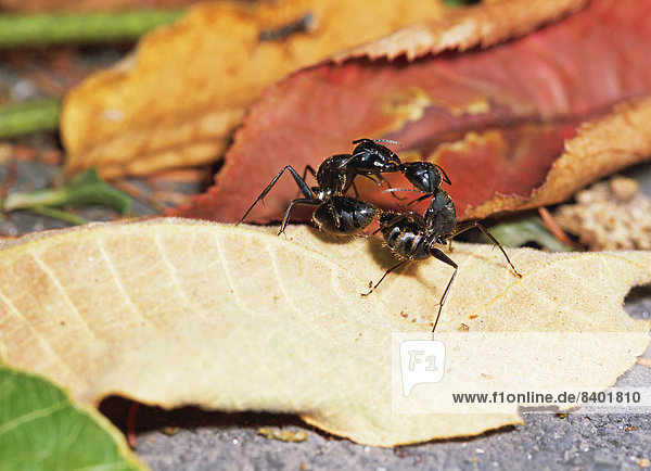 Camponotus Japonicus Mayr