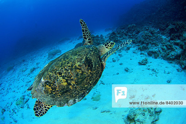 Wasserschildkröte Schildkröte