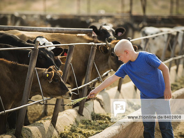 Hausrind Hausrinder Kuh Europäer Junge - Person Bauernhof Hof Höfe Kuh füttern