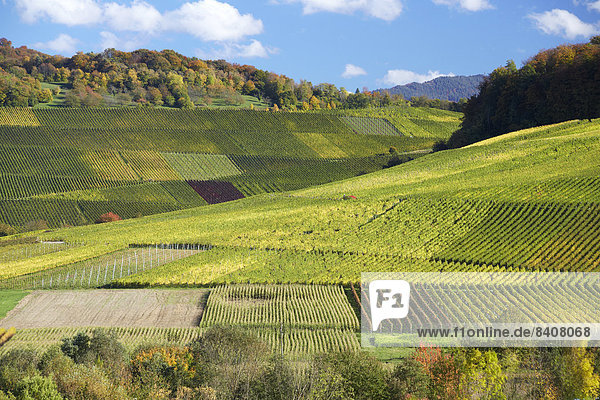 Deutschland Baden-Württemberg Weinberge im Schneckental