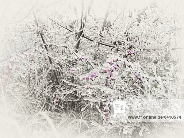 Überfrorene eis-überzogene Zweige und rosa Beeren eines Schneebeeren-Strauchs