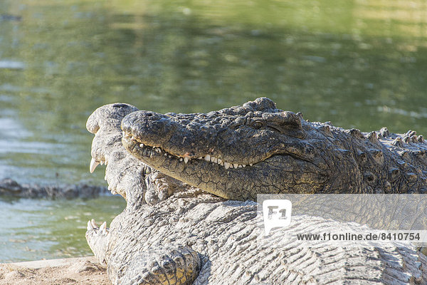 Nilkrokodile (Crocodylus niloticus)  Krokodil-Farm  Otjiwarongo  Namibia