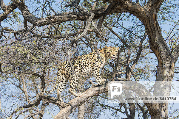 Leopard (Panthera pardus) auf Baum  Khomas  Namibia