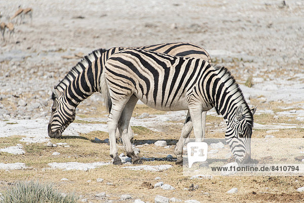 Steppenzebras (Equus burchelli)  Etosha-Nationalpark  Namibia