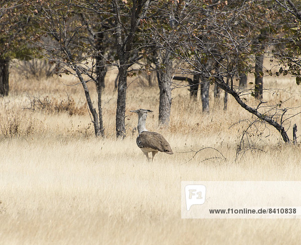 Riesentrappe (Ardeotis kori)  Etosha-Nationalpark  Namibia