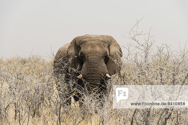 Afrikanischer Elefant (Loxodonta africana)  Elefantenbulle steht zwischen trockenen Akazienbüschen  Etosha-Nationalpark  Namibia