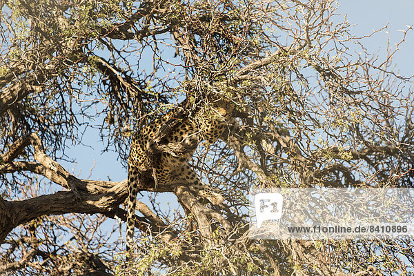 Leopard (Panthera pardus) sitzt getarnt im Baum  Namibia