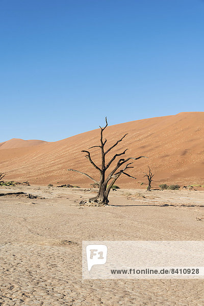 Abgestorbener Baum in ausgetrockneter Salz-Ton-Pfanne  Dead Pan  Sossusvlei  Namib-Wüste  Namibia