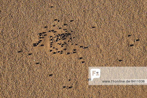 Kot von Wüstentieren  Sossusvlei  Namib Naukluft Park  Namibia