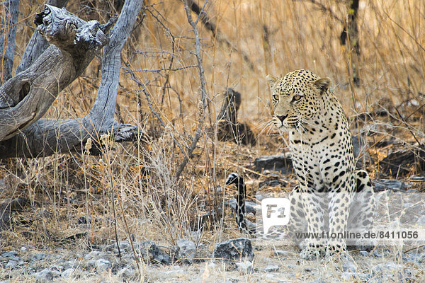 Leopard (Panthera pardus) sitzt unter trockenem Baum auf steinigem Boden  Etosha-Nationalpark  Namibia