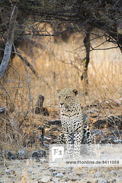 Leopard (Panthera pardus) sitzt unter trockenem Baum auf steinigem Boden  Etosha-Nationalpark  Namibia