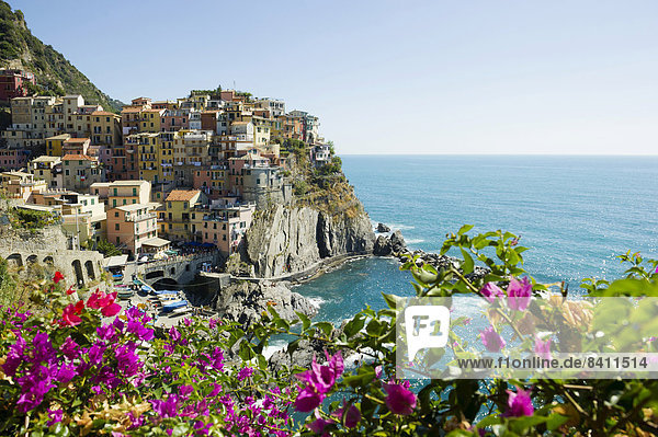 Bougainvillea und Dorf mit bunten Häusern am Meer Manarola Cinque Terre UNESCO-Weltkulturerbe Provinz La Spezia Ligurien Italien