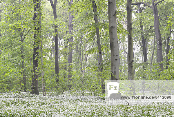 Bärlauchblüte,  Bärlauch (Allium ursinum) im Frühlingswald im Nebel,  Leipzig,  Sachsen,  Deutschland